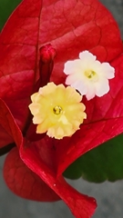 Bougainvillea glabra