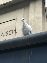 Columba livia domestica