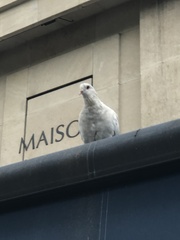 Columba livia domestica
