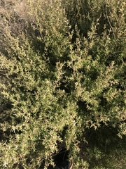 Pomaderris angustifolia