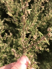 Pomaderris angustifolia