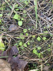 Centella