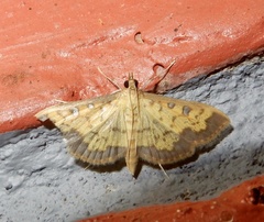 Sciorista assignatalis