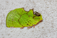 Paracyphanta kurokoi