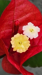 Bougainvillea glabra