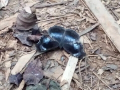 Laringa horsfieldii