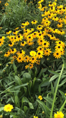 Rudbeckia hirta