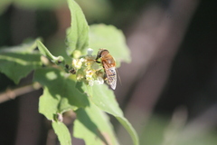 Palpada mexicana