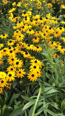 Rudbeckia hirta