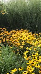 Rudbeckia hirta