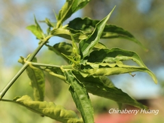 Clinacanthus nutans