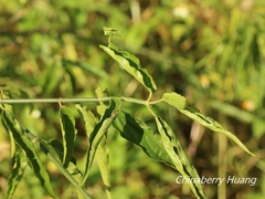 Clinacanthus nutans