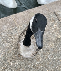 Branta canadensis