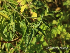 Clinacanthus nutans