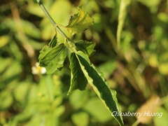 Clinacanthus nutans