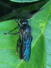 Scoliinae