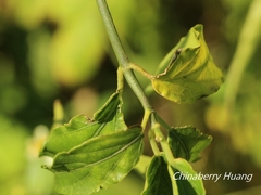 Clinacanthus nutans