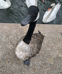 Branta canadensis