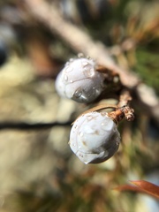 Juniperus horizontalis