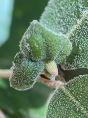 Andricus notholithocarpi