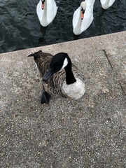 Branta canadensis
