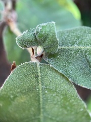 Andricus notholithocarpi