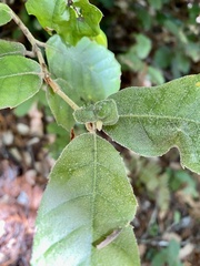 Andricus notholithocarpi