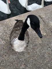 Branta canadensis