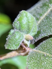 Andricus notholithocarpi