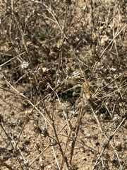 Centaurea melitensis