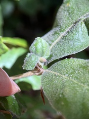 Andricus notholithocarpi