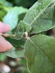 Andricus notholithocarpi