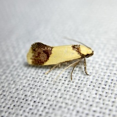 Crepidosceles timalphes