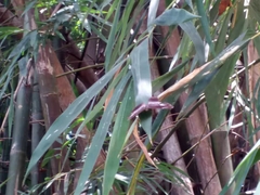 Laringa horsfieldii