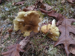 Tricholoma intermedium