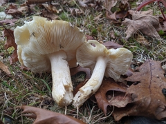 Tricholoma intermedium