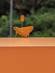 Cephrenes trichopepla