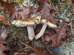 Tricholoma intermedium