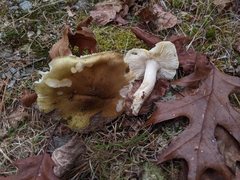 Tricholoma intermedium
