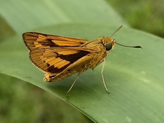 Cephrenes trichopepla