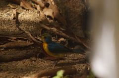 Passerina leclancherii