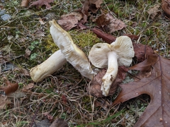 Tricholoma intermedium