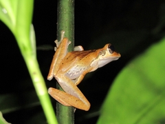 Polypedates macrotis