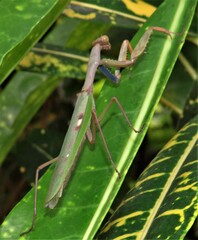 Polyspilota aeruginosa