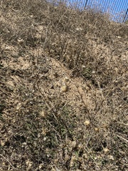 Centaurea melitensis