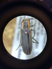 Saperda lateralis