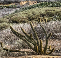Bergerocactus emoryi