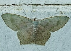 Chloropteryx opalaria