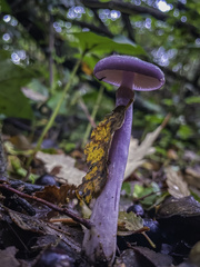 Cortinarius magellanicus