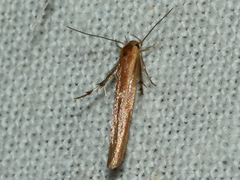 Stathmopoda